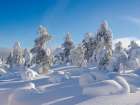 Snow covered mountain forest near Luosto. Pyha-Luosto National Park, winter in Lapland, Finland. Art Print